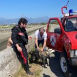 Sibari: carabinieri salvano la vita a un cane rimasto imprigionato in un canalone di scolo